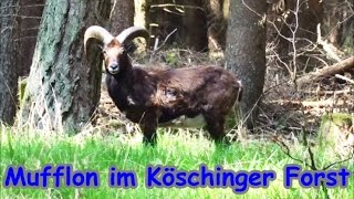 Mufflon im Köschinger Forst  Tierfilm  Deutschlands wilde Tiere  Bayern [upl. by Introc358]