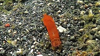 Snorkeling around Cocotinos Lembeh resort part 22 Sulawesi Indonesia 2024 HD 1080 [upl. by Inafetse]