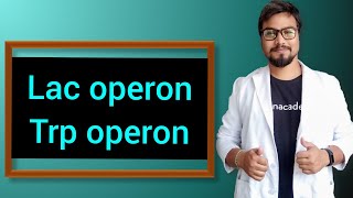 Lac operon and tryptophan operon  gene expression [upl. by Horsey703]