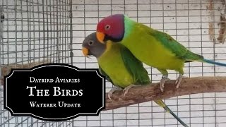 Automatic Parrot Waterer Update  PlumHead Parakeets Cockatiels Lovebirds Redrumps [upl. by Burrows709]