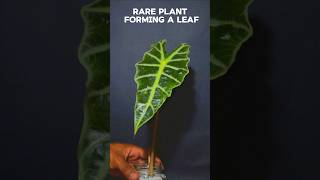 2 weeks TIME LAPSE  rare plant forming a leaf plant [upl. by Petta]