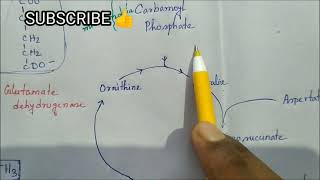 Handwritten  Urea Cycle Energetics Regulations MEDU [upl. by Atnahs537]