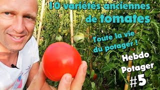 HEBDO POTAGER  5  Tomates et  encore [upl. by Derrej]