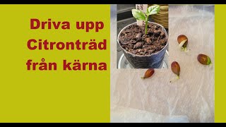 Driva upp Citronträd från kärna Del 1 [upl. by Natanoj770]