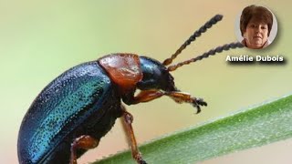 Comment éliminer les cafards  les meilleures astuces antiinsectes [upl. by Aloise95]