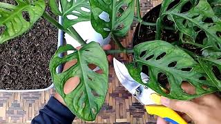 Monstera Adansonii Single Leaf Cutting Propagation [upl. by Odnalor]