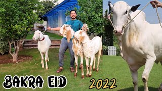 Alhumdulillah JNTV Qurbani Vlog  Fatehjangi Dhani Bull  Bakra Eid 2022 [upl. by Nosmas]