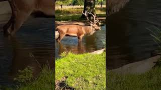 Roaring Whilst Paddling reddeer animalsounds shorts [upl. by Nnaytsirk]