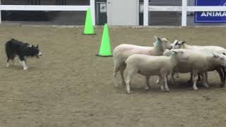 Royal Winter Fair 2024 Sheep Herding Demonstration [upl. by Quince88]