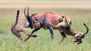 Two Cheetahs Hunting A Antelope In A Big Fights [upl. by Edina]