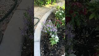 Planting Angelonia amp Pentas red white and blue theme garden [upl. by Klemens117]