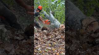 Bucking with Piped Husqvarna 372xp 🔥 lumberjack chainsaw chainsaws asmr wood husqvarna [upl. by Adnorahc985]