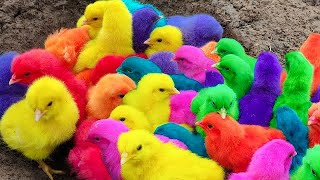 Menangkap ayam lucu ayam warna warni ayam rainbow bebek angsa ikan hias ikan cupang kelinci [upl. by Canfield]