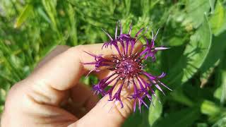 Best plants for insect pollinators Centaurea montana quotAmethyst Dreamquot a very exotic looking flower [upl. by Dahl]