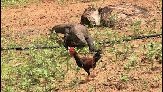 New🔝how komodo dragons hunt rooster and immediately swallow them [upl. by Lawtun437]