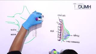 ANATOMÍA  Glándula Mamaria y Mama [upl. by Morven995]