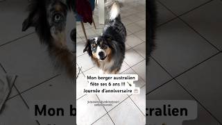 Mon berger australien a 6 ans  Journée d’anniversaire 🎂 bergeraustralien chien humour [upl. by Asehr482]