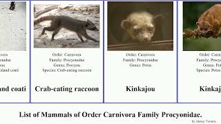 List of Mammals of Order Carnivora Family Procyonidae olingo minor raccoon flavus coati nigripes [upl. by Ardnasyl309]