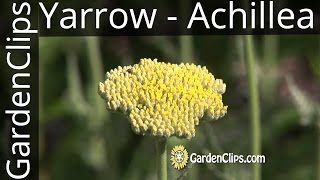 Yarrow  Achillea millefolium and other species  How to grow Yarrow [upl. by Nagad508]