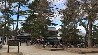 Nara Park Japan in December [upl. by Saidnac]