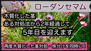 ローダンセマムの株分け・木質化対策・植え替え5年目の株ガーデニング [upl. by Juliet]