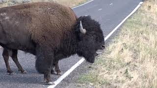 Bison Bellowing in Yellowstone [upl. by Dareen]