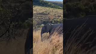 Elephant herd in Pilanesberg National Park wildlife nature southafrica elephant [upl. by Ettelocin]