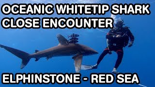 Oceanic Whitetip Shark  Close Encounter with Divers  Elphinstone Red Sea Egypt [upl. by Salem]