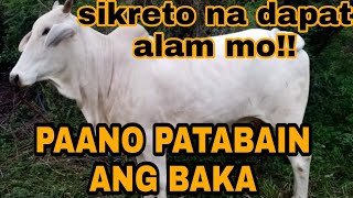 CATTLE FARMING  SIKRETO PAANO BA PATABAIN ANG ATING ALAGANG BAKA [upl. by Towrey]