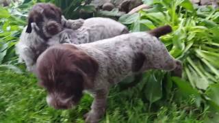 Ruffled Feathers Kennel Griffon puppies [upl. by Nahtnanhoj]