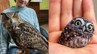 OWL BIRDS🦉 A Funny Owls And Cute Owls Videos Compilation 2021 007  Funny Pets Life [upl. by Amein]