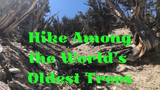 How to See the Worlds Oldest Trees  Hiking in the Ancient Bristlecone Pine Forest [upl. by Laiceps]