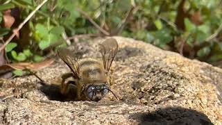 Xilocopa cantabrita  abeja carpintera cantábrica  Cantabric carpenter bee [upl. by Jehoash]