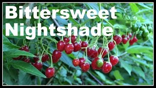 Bittersweet Nightshade Solanum dulcamara  Ninja Gardening  Episode 13 [upl. by Maudie58]