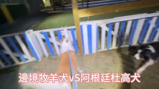 邊境牧羊犬VS阿根廷杜高犬鹿和訓犬學校鹿和狗狗專屬住宿旅館 [upl. by Duffie]