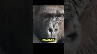 Harambe The 10 Minutes That Changed Zoo History Full Incident Breakdown gorilla harambe shorts [upl. by Josselyn420]