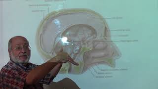 Neuroanatomy 100  Dural folds amp dural venous sinuses  part 1   by Dr Wahdan [upl. by Aivilo]