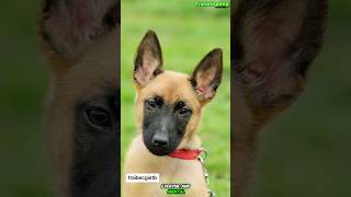 🔥DOG TRAINING MALINOIS dog germanshepherd k9trainer malinois belgianmalinoisdog [upl. by Esme]