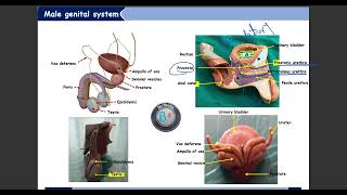 PRACTICAL ANATOMY 32 Genital system part 1 [upl. by Dominique]