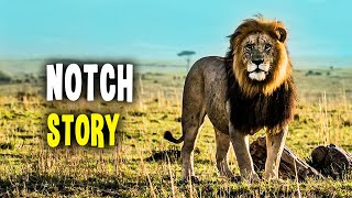 Notch  The Lion King Who Led with Courage and Wisdom Maasai Mara [upl. by Marpet]