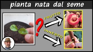 Quali piante da frutto nate da seme fruttificano senza innestarle [upl. by Arihsak]