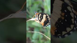 Bordered PatchSunflower Patch Butterfly amp Caterpillars nature [upl. by Annahtur116]