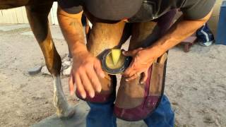 How to treat laminitis [upl. by Marquardt253]