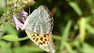 Silverwashed Fritillary Butterfly Visits Melampyrum Flowers for Nectar 240fps [upl. by Assyle]