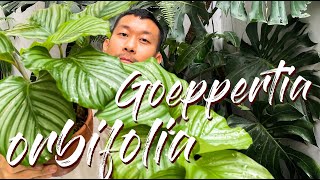 Goeppertia Calathea Orbifolia Care Tips and Propagation  WITH UPDATES [upl. by Sewoll]