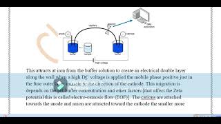 HPCE  High Performance Capillary Electrophoresis in Bangla [upl. by Adihsar]