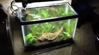 25 gallon planted tank [upl. by Henry]