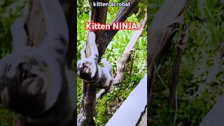 kitten acrobat acrobatics cat playful kitten catlover funny nature male animals funny [upl. by Einnol588]