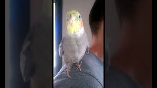 Calopsitte cockatiel qui chante la famille Addams [upl. by Orv]