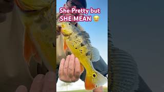 MEANEST PEACOCK BASS EVER peacockbass freshwaterfish bassfishing [upl. by Banky500]